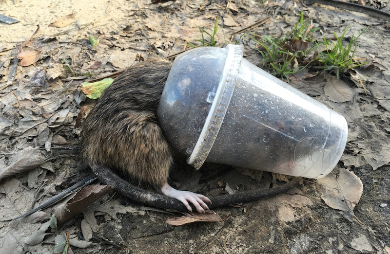 Illustration for article titled In A Slushie Cup, A Rat
